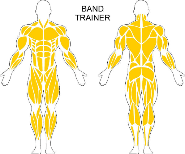 Fast-Attach Fitness Muscle Anatomy Drawing For Band Trainer