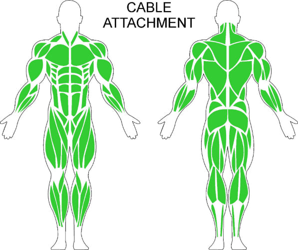 Fast-Attach Fitness Muscle Anatomy Drawing For Cable Attachment