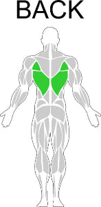 Fast-Attach Fitness Back Muscle Anatomy Drawing