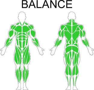 Fast-Attach Fitness Balance Muscle Anatomy Drawing