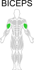 Fast-Attach Fitness Biceps Muscle Anatomy Drawing