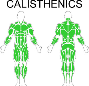 Fast-Attach Fitness Calisthenics Muscle Anatomy Drawing