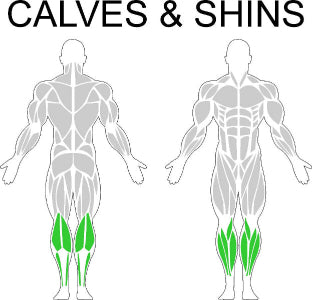 Fast-Attach Fitness Calves & Shins Muscle Anatomy Drawing