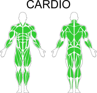 Fast-Attach Fitness Cardio Muscle Anatomy Drawing
