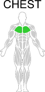 Fast-Attach Fitness Chest Muscle Anatomy Drawing