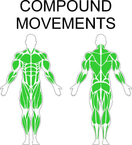 Fast-Attach Fitness Compound Movements Muscle Anatomy Drawing