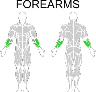Fast-Attach Fitness Forearms Muscle Anatomy Drawing