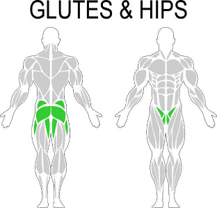 Fast-Attach Fitness Glutes & Hips Muscle Anatomy Drawing