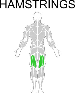 Fast-Attach Fitness Hamstrings Muscle Anatomy Drawing