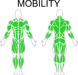 Fast-Attach Fitness Mobility Muscle Anatomy Drawing