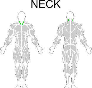 Fast-Attach Fitness Neck Muscle Anatomy Drawing