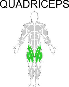 Fast-Attach Fitness Quadriceps Muscle Anatomy Drawing