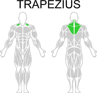 Fast-Attach Fitness Trapezius Muscle Anatomy Drawing
