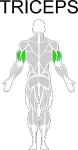 Fast-Attach Fitness Triceps Muscle Anatomy Drawing