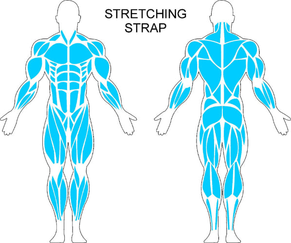 Fast-Attach Fitness Muscle Anatomy Drawing For Stretching Strap