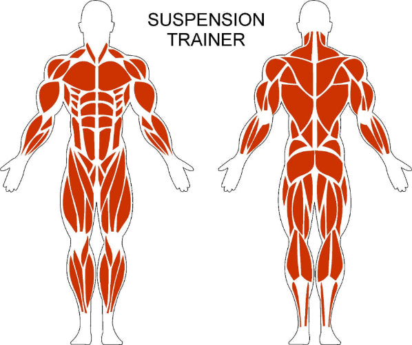 Fast-Attach Fitness Muscle Anatomy Drawing For Suspension Trainer