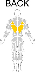 Fast-Attach Fitness Back Muscle Anatomy Drawing