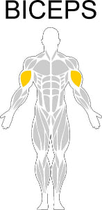 Fast-Attach Fitness Biceps Muscle Anatomy Drawing