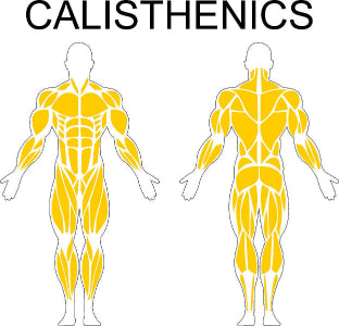 Fast-Attach Fitness Calisthenics Muscle Anatomy Drawing