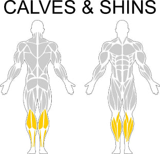 Fast-Attach Fitness Calves & Shins Muscle Anatomy Drawing