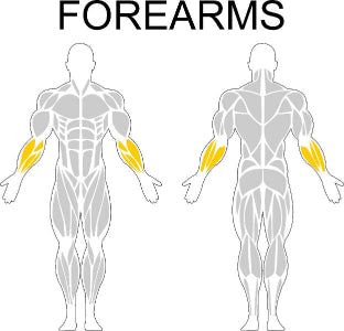 Fast-Attach Fitness Forearms Muscle Anatomy Drawing
