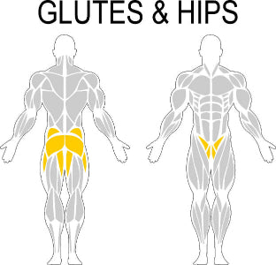 Fast-Attach Fitness Glutes & Hips Muscle Anatomy Drawing