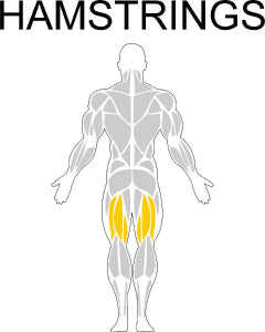 Fast-Attach Fitness Hamstrings Muscle Anatomy Drawing