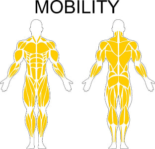 Fast-Attach Fitness Mobility Muscle Anatomy Drawing