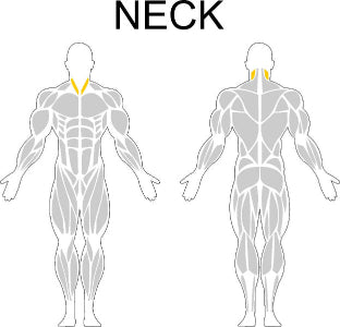 Fast-Attach Fitness Neck Muscle Anatomy Drawing