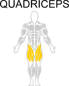 Fast-Attach Fitness Quadriceps Muscle Anatomy Drawing