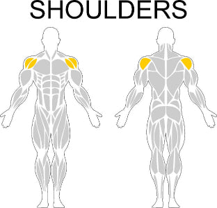 Fast-Attach Fitness Shoulders Muscle Anatomy Drawing