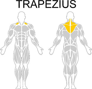 Fast-Attach Fitness Trapezius Muscle Anatomy Drawing