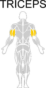 Fast-Attach Fitness Triceps Muscle Anatomy Drawing