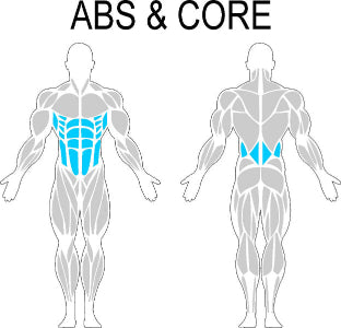 Fast-Attach Fitness Abs & Core Muscle Anatomy Drawing