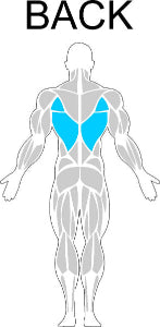 Fast-Attach Fitness Back Muscle Anatomy Drawing