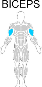 Fast-Attach Fitness Biceps Muscle Anatomy Drawing