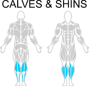 Fast-Attach Fitness Calves & Shins Muscle Anatomy Drawing