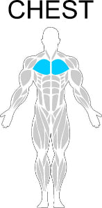Fast-Attach Fitness Chest Muscle Anatomy Drawing