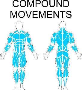 Fast-Attach Fitness Compound Movements Muscle Anatomy Drawing