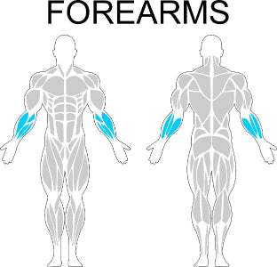 Fast-Attach Fitness Forearms Muscle Anatomy Drawing