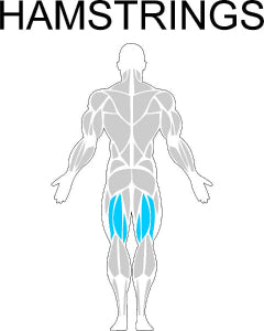 Fast-Attach Fitness Hamstrings Muscle Anatomy Drawing