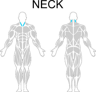 Fast-Attach Fitness Neck Muscle Anatomy Drawing