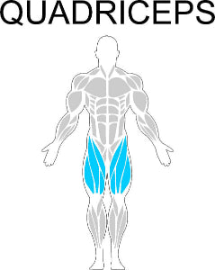 Fast-Attach Fitness Quadriceps Muscle Anatomy Drawing