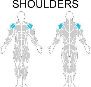 Fast-Attach Fitness Shoulders Muscle Anatomy Drawing