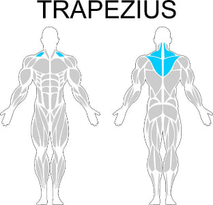 Fast-Attach Fitness Trapezius Muscle Anatomy Drawing