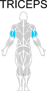 Fast-Attach Fitness Triceps Muscle Anatomy Drawing
