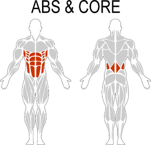 Fast-Attach Fitness Abs & Core Muscle Anatomy Drawing