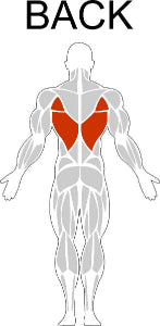 Fast-Attach Fitness Back Muscle Anatomy Drawing