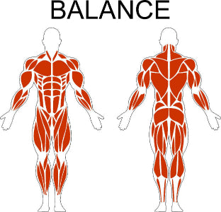 Fast-Attach Fitness Balance Muscle Anatomy Drawing