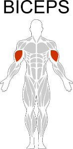 Fast-Attach Fitness Biceps Muscle Anatomy Drawing